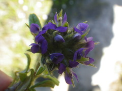Psoralea sericea