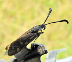 Neurosymploca concinna