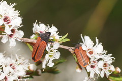 Castiarina erythroptera
