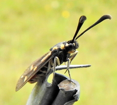 Neurosymploca concinna