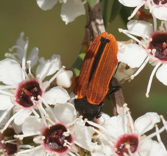 Castiarina erythroptera