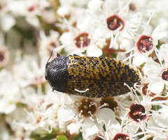 Stigmodera macularia