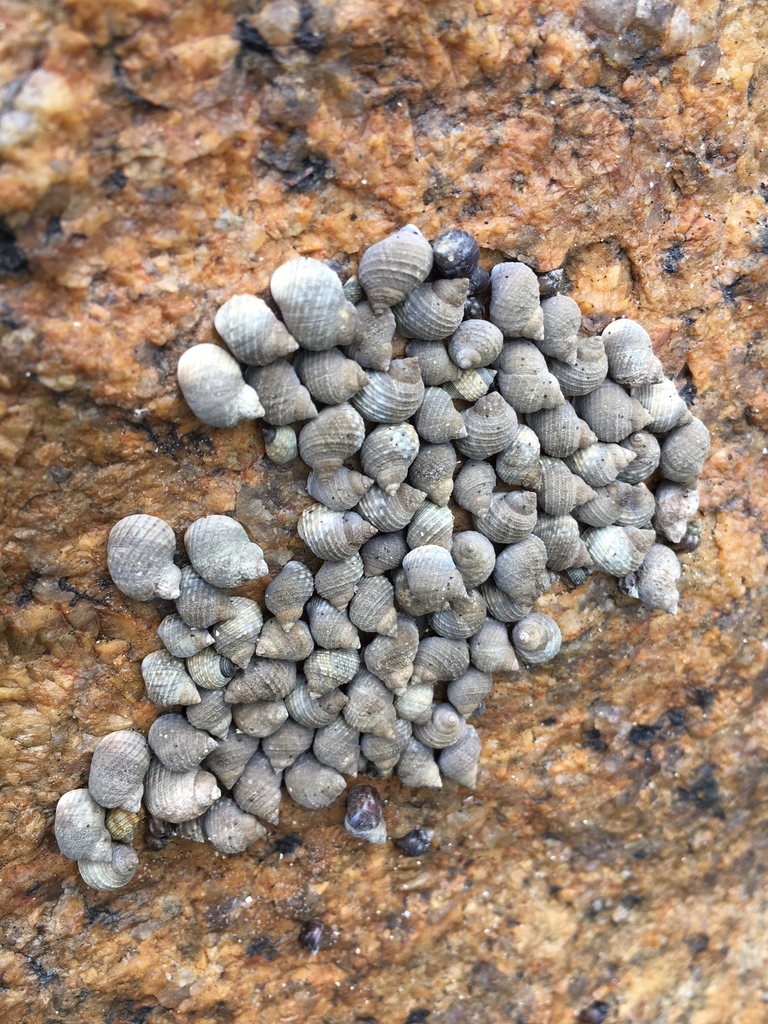 Echinolittorina radiata