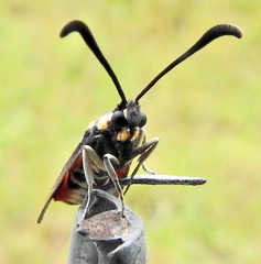 Neurosymploca concinna