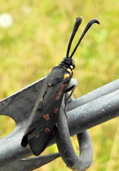 Neurosymploca concinna