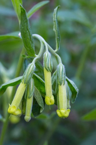 green stoneseed (Lithospermum viride)