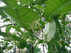 Tabernaemontana alba
