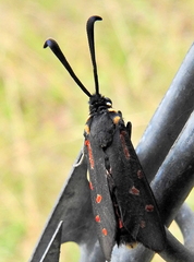 Neurosymploca concinna