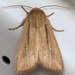 Phragmites Wainscot - Photo (c) Nick Block, some rights reserved (CC BY), uploaded by Nick Block