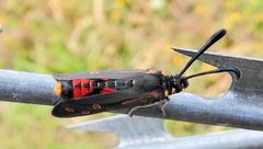 Neurosymploca concinna