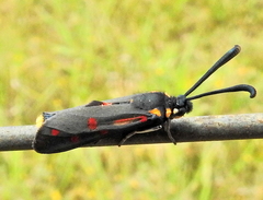 Neurosymploca concinna