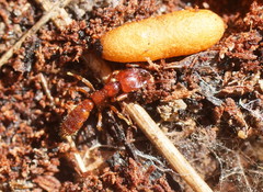 Amblyoponinae