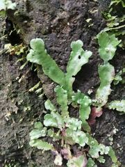 Conocephalaceae