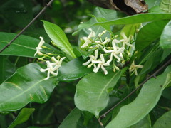 Tabernaemontana alba