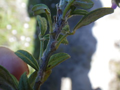 Psoralea sericea