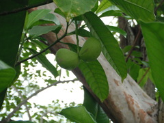 Tabernaemontana alba