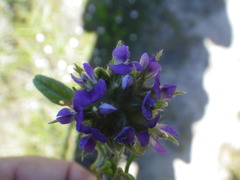 Psoralea sericea