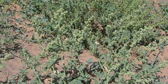 Chenopodium leptophyllum