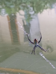 Argiope catenulata