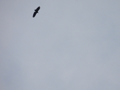 Coragyps atratus image