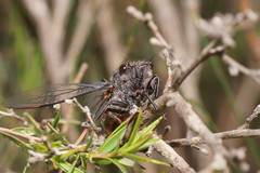 Atrapsalta furcilla