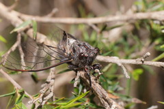 Atrapsalta furcilla