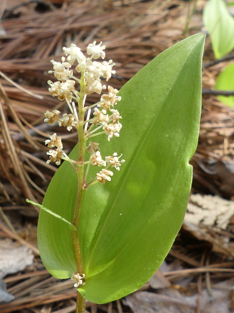 Canada mayflower from Merivale Gardens Grenfell Glen Pineglen Country Place, Ottawa, ON