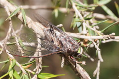 Atrapsalta furcilla