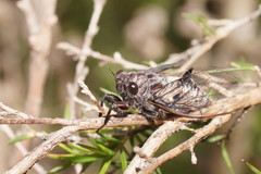 Atrapsalta furcilla