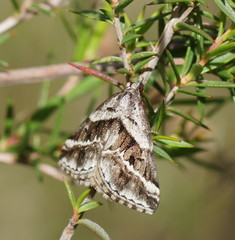 Dichromodes stilbiata