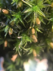 Orthotrichaceae