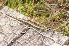 Lissolepis coventryi