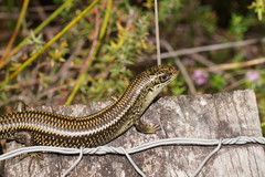 Lissolepis coventryi