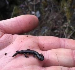 Aneides klamathensis