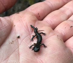 Aneides klamathensis