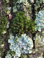Orthotrichaceae