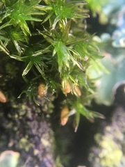 Orthotrichaceae