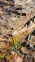 Albuca virens image