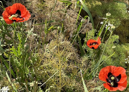 Papaver commutatum, photograph 2