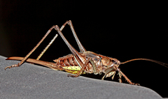 Paratlanticus ussuriensis