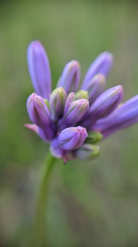Image of Round-Tooth Ookow (Dichelostemma multiflorum) by (c) velodrome, some rights reserved (CC BY)