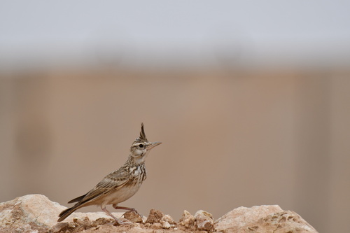 Crested Lark