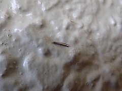 Erechthias stilbella