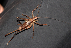 Paratlanticus ussuriensis