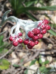 Helichrysum sanguineum