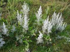 Artemisia maritima