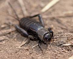 Nigrogryllus sibiricus