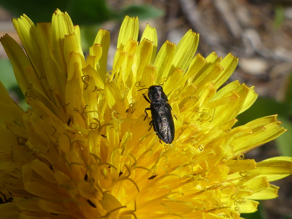 Anthaxia helvetica from Merivale Gardens Grenfell Glen Pineglen Country Place, Ottawa, ON