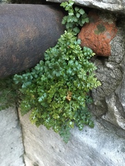 Asplenium ruta-muraria