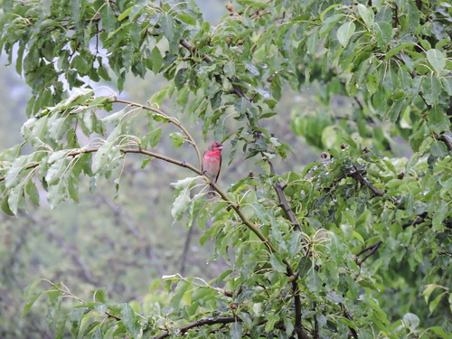 Červenák karmínový (Carpodacus erythrinus)